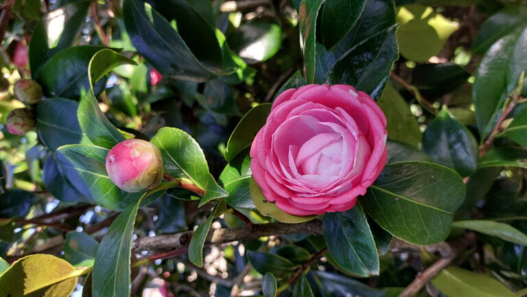 Flor de la camelia